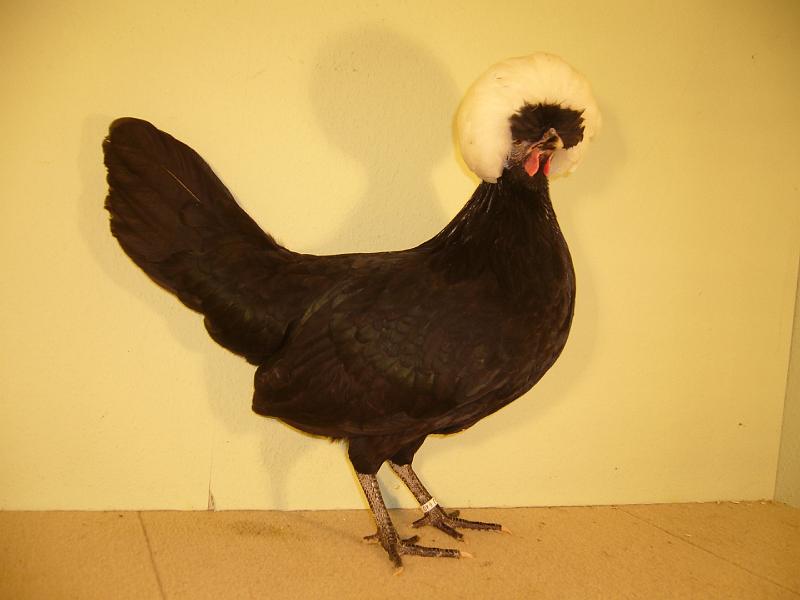 Munster 2009 233.jpg - Zwerg Holländer Haubenhühner Weisshauben schwarz von Franz Evers